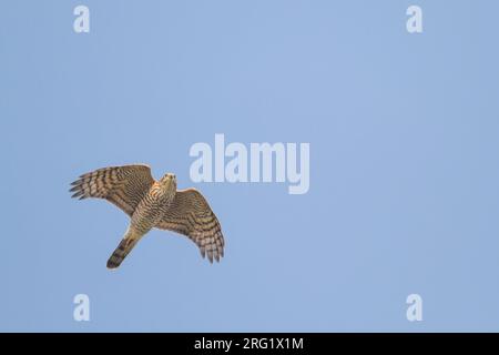 Eurasischer Sparrowhawk — Sperber — Accipiter nisus ssp. Nisus, Deutschland, 1. Cent Stockfoto