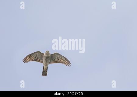 Eurasischer Sparrowhawk — Sperber — Accipiter nisus ssp. Nisus, Deutschland, Erwachsene Frau Stockfoto