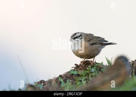 Rock Bunting -Zippammer - Emberiza cia ssp. Par, Tadschikistan, Erwachsene Frau Stockfoto