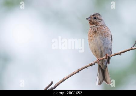 Pine Bunting - Fichtenammer - Emberiza leucocephalos leucocephalos, Russland (Baikal), Erwachsene Frau Stockfoto