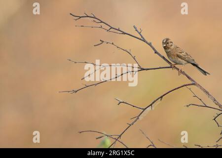 Pine Bunting - Fichtenammer - Emberiza leucocephalos leucocephalos, Russland (Baikal), Erwachsene Frau Stockfoto