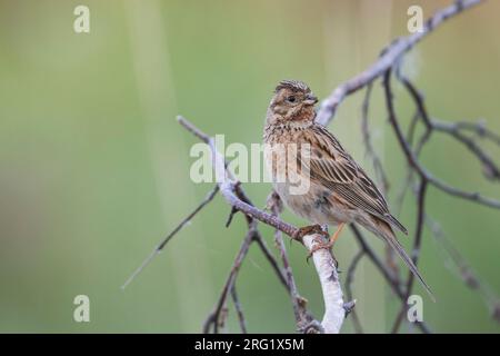 Pine Bunting - Fichtenammer - Emberiza leucocephalos leucocephalos, Russland (Baikal), Erwachsene Frau Stockfoto