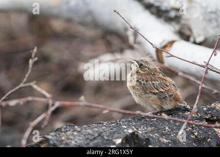 Pine Bunting - Fichtenammer - Emberiza leucocephalos leucocephalos, Russland (Baikal), Jungtiere Stockfoto