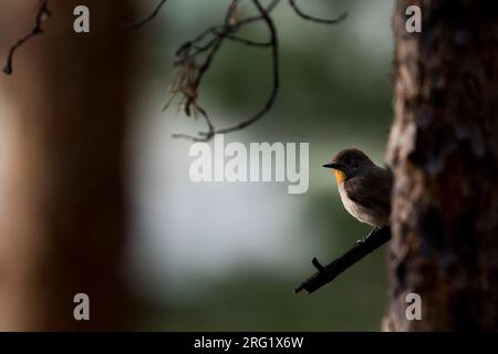 Rotkehlschnäpper - Taiga-Fliegenschnäpper - Ficedula albicilla, Russland (Baikal), erwachsener Mann Stockfoto