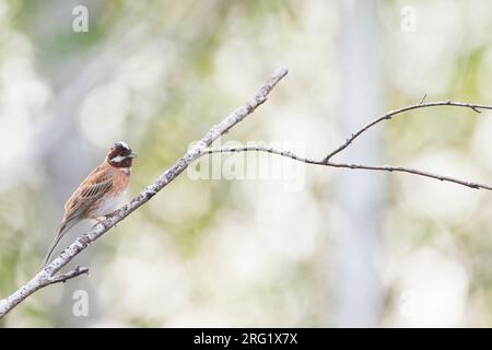 Kiefernammer - Fichtenammer - Emberiza leucocephalos leucocephalos, Russland (Baikal), erwachsenes Männchen Stockfoto