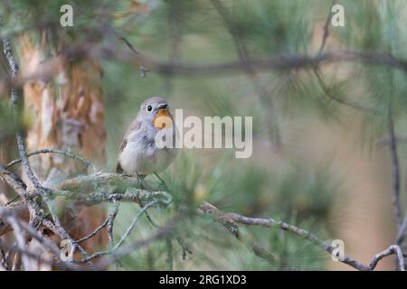 Rotkehlschnäpper - Taiga-Fliegenschnäpper - Ficedula albicilla, Russland (Baikal), erwachsener Mann Stockfoto