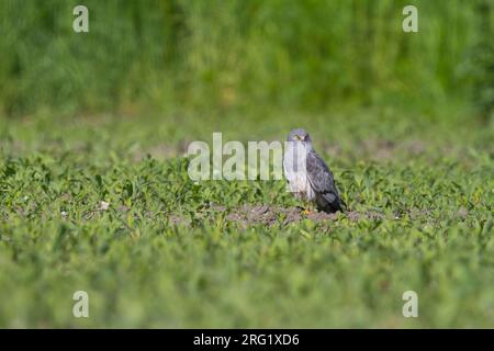 Montague's Harrier - Wiesenweihe - Circus pygargus, Deutschland, männlicher Erwachsener Stockfoto