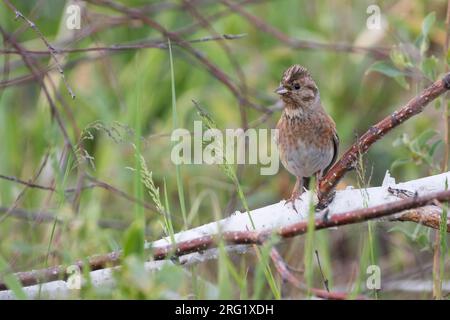 Pine Bunting - Fichtenammer - Emberiza leucocephalos leucocephalos, Russland (Baikal), Erwachsene Frau Stockfoto