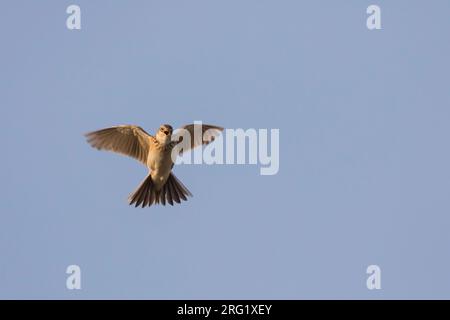 Erwachsene östliche eurasische Wolkenkratzer (Alauda arvensis kiborti) in Russland (Baikal) Stockfoto