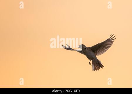 Erwachsene östliche eurasische Wolkenkratzer (Alauda arvensis kiborti) in Russland (Baikal) Stockfoto