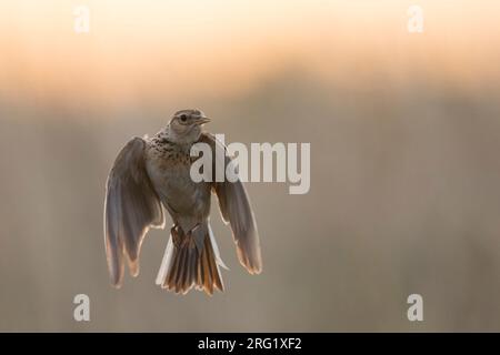 Erwachsene östliche eurasische Wolkenkratzer (Alauda arvensis kiborti) in Russland (Baikal) Stockfoto