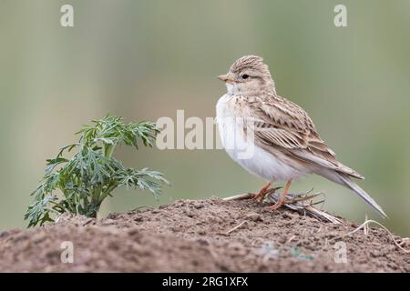 Asiatischer kleiner Kurzzehenark (Alaudala rufescens cheelensis), Russland (Baikal), Erwachsener. Stockfoto