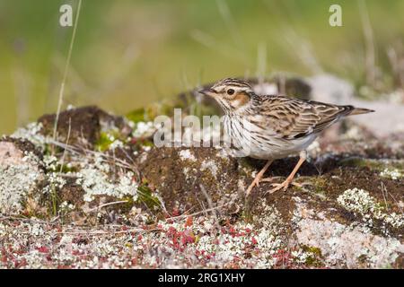 Adulter Woodlark, Lullula arborea pallida, in Spanien. Auf dem Boden stehen. Stockfoto