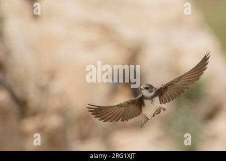 Eastern Sand Martin, Riparia riparia ssp. innominata, Tadschikistan, Erwachsener Stockfoto