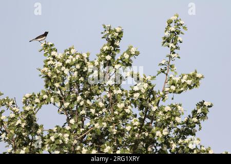 Rattennadel (Oenanthe pleschanka), Tadschikistan, Männlich. Stockfoto