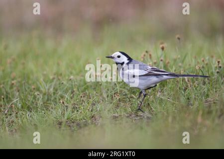 Baikal White Wagtail, Motacilla alba baicalensis, Russland (Baikal), erwachsen, Männlich. Stockfoto