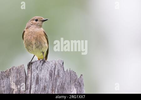 Rotstart - Gartenrotschwanz - Phoenicurus phoenicurus ssp. phoenicurus, Russland (Oblast Irkutsk), Erwachsene Frau Stockfoto