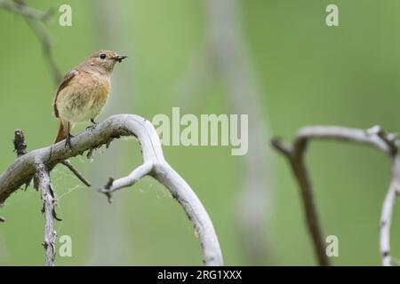 Rotstart - Gartenrotschwanz - Phoenicurus phoenicurus ssp. phoenicurus, Russland (Oblast Irkutsk), Erwachsene Frau Stockfoto