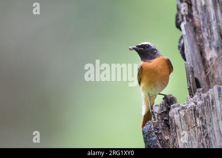 Rotstart - Gartenrotschwanz - Phoenicurus phoenicurus ssp. phoenicurus, Russland (Oblast Irkutsk), männlicher Erwachsener Stockfoto