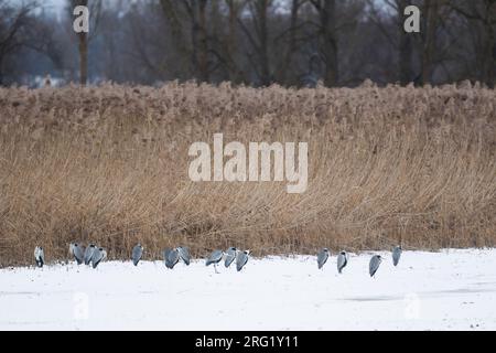 Grey Heron – Graureiher – Ardea cinerea ssp. Cinerea, Deutschland Stockfoto