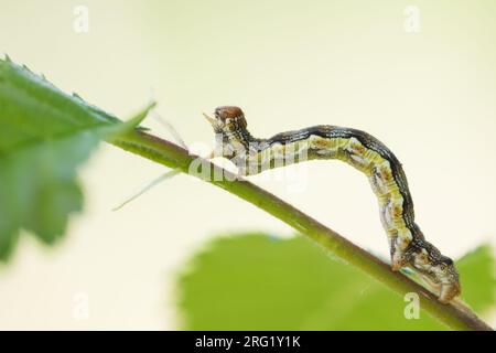 Erannis defoliaria - meliert umber - großer Frostspanner, Deutschland (Baden-Württemberg), Larven Stockfoto