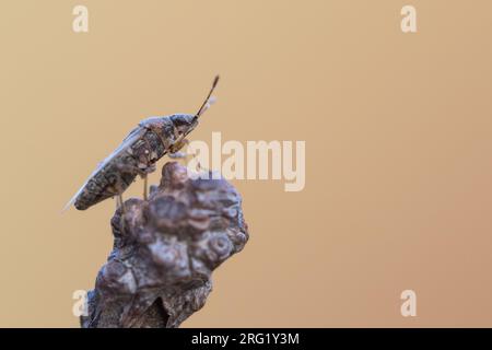 Nysius ericae, Deutschland (Baden-Württemberg), imago Stockfoto