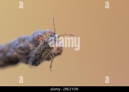 Nysius ericae, Deutschland (Baden-Württemberg), imago Stockfoto