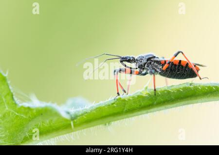 Rhynocoris annulatus - Geringelte Mordwanze, Deutschland (Baden-Württemberg), imago Stockfoto