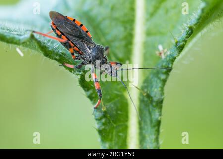 Rhynocoris annulatus - Geringelte Mordwanze, Deutschland (Baden-Württemberg), imago Stockfoto