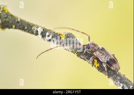 Exocentrus punctipennis - Rüstern-Wimpernbock, Deutschland (Baden-Württemberg), imago Stockfoto