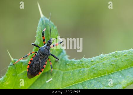 Rhynocoris annulatus - Geringelte Mordwanze, Deutschland (Baden-Württemberg), imago Stockfoto