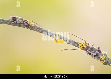 Exocentrus punctipennis - Rüstern-Wimpernbock, Deutschland (Baden-Württemberg), imago Stockfoto