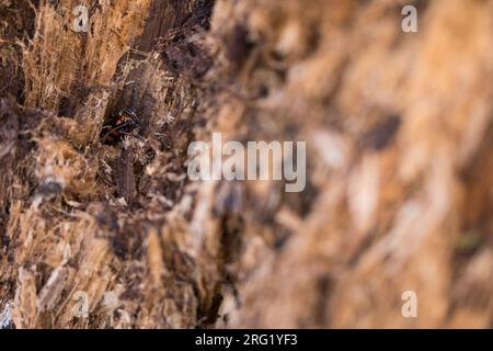 CaraBus auronitens - Goldglänzender Laufkäger, Deutschland (Baden-Württemberg), imago, männlich Stockfoto