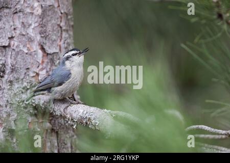 Korsischer Nuthatch - Korsenkleiber - Sitta whicheadi, Frankreich (Korsika), Erwachsener, männlich Stockfoto