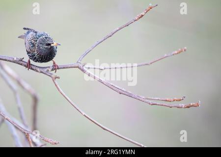 Sternschnuppe - Stern - Sturnus vulgaris vulgaris, Deutschland, erwachsen, weiblich Stockfoto