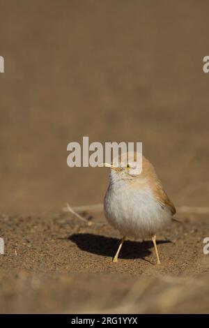 Afrikanische Wüste Warbler - Saharagrasmücke - Curruca deserti, Marokko Stockfoto