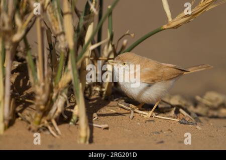 Afrikanische Wüste Warbler - Saharagrasmücke - Curruca deserti, Marokko Stockfoto