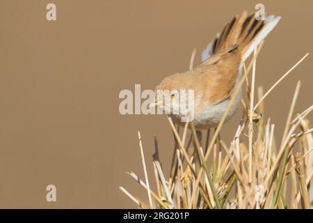 Afrikanische Wüste Warbler - Saharagrasmücke - Curruca deserti, Marokko Stockfoto