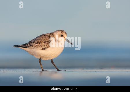 - Sanderling Sanderling Calidris Alba -, Deutschland, 1. CY Stockfoto