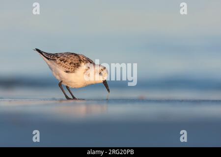 - Sanderling Sanderling Calidris Alba -, Deutschland, 1. CY Stockfoto