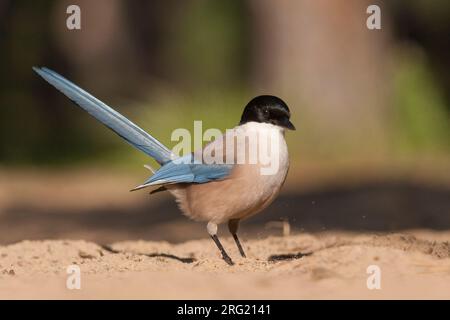 Blauwe Ekster, Iberische Magpie, Cyanopica cooki Stockfoto