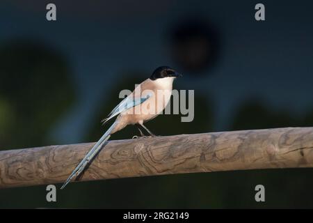 Blauwe Ekster, Iberische Magpie, Cyanopica cooki Stockfoto