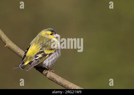 Eurasian Siskin - erlenzeisig - Carduelis spinus, erwachsenen Mann, Deutschland Stockfoto