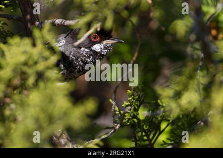 Zypern Warbler - Schuppengrasmücke - Sylvia melanothorax, Zypern, männlichen Erwachsenen Stockfoto