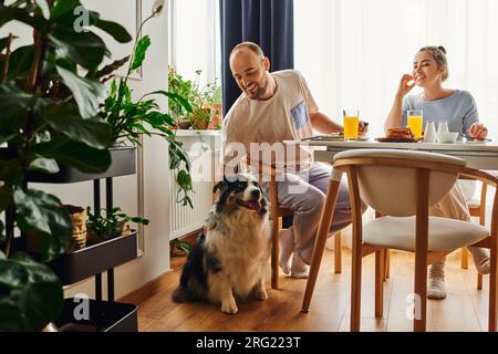 Ein fröhlicher Mann in Haushaltskleidung streichelte Border Collie, während er mit seiner Freundin zu Hause ein leckeres Frühstück aß Stockfoto