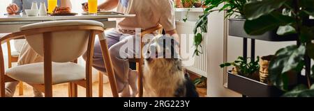 Kurze Aussicht auf einen Mann, der Border Collie Dog streichelt und mit seiner Freundin zu Hause frühstückt, Banner Stockfoto