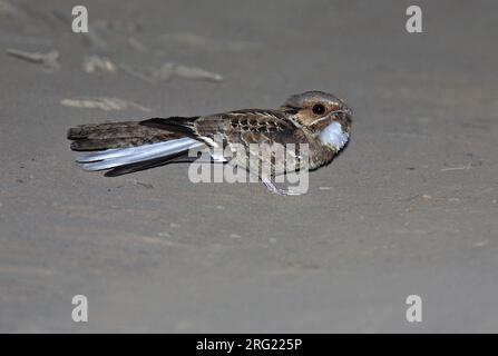 Gemeiner Pauraque (Nyctidromus albicollis) in der Nacht Stockfoto