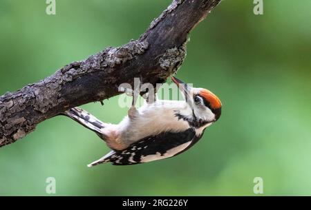 Juvenile Great Spotted Woodpecker, Dendrocopos Major, in Italien. Stockfoto