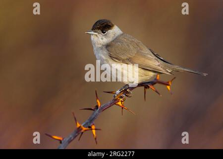 Männliche Blackcap (Sylvia atricapilla) in Italien. Hoch oben auf einem Zweig. Stockfoto