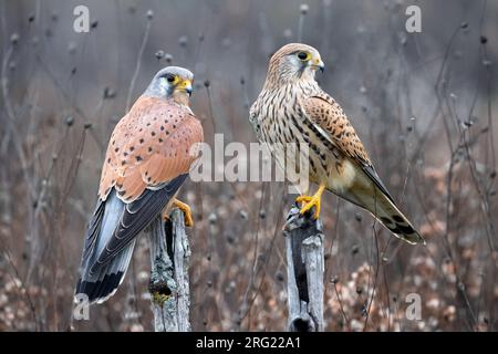 Eurasischer Kestrel, Falco tinnunculus, in Italien. Ein Paar Kestrels. Stockfoto